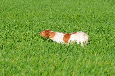 Du domaine de fayet - les chiots de Gazelle x Ubu sont arrivés