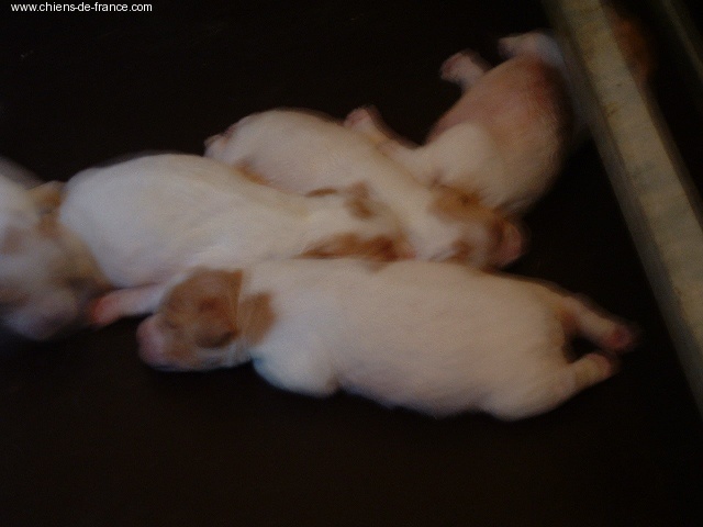 Du domaine de fayet - Photos des chiots