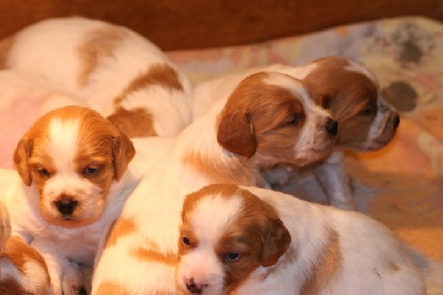 Du domaine de fayet - Les Chiots d'UBU sont arrivés