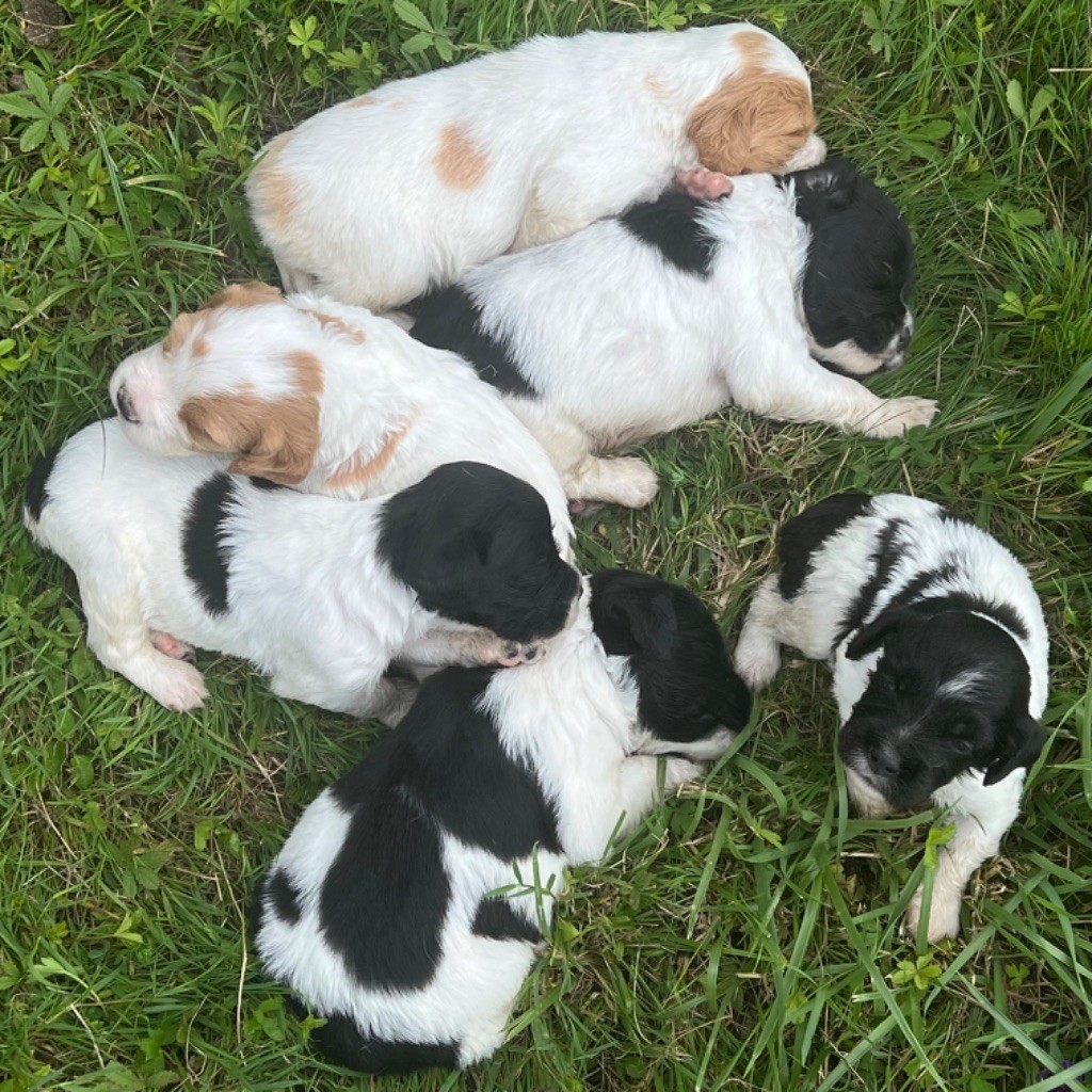 chiot Epagneul Breton Du domaine de fayet