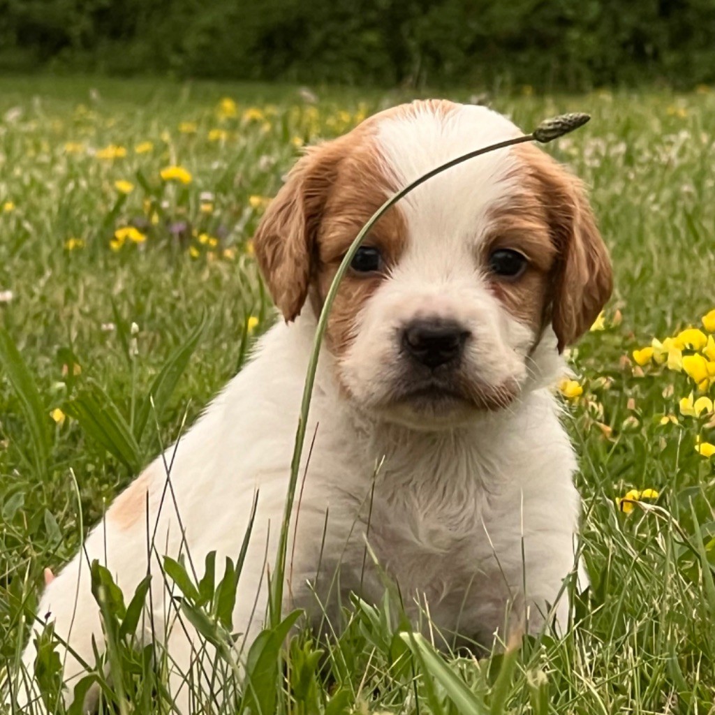 Du domaine de fayet - Chiot disponible  - Epagneul Breton