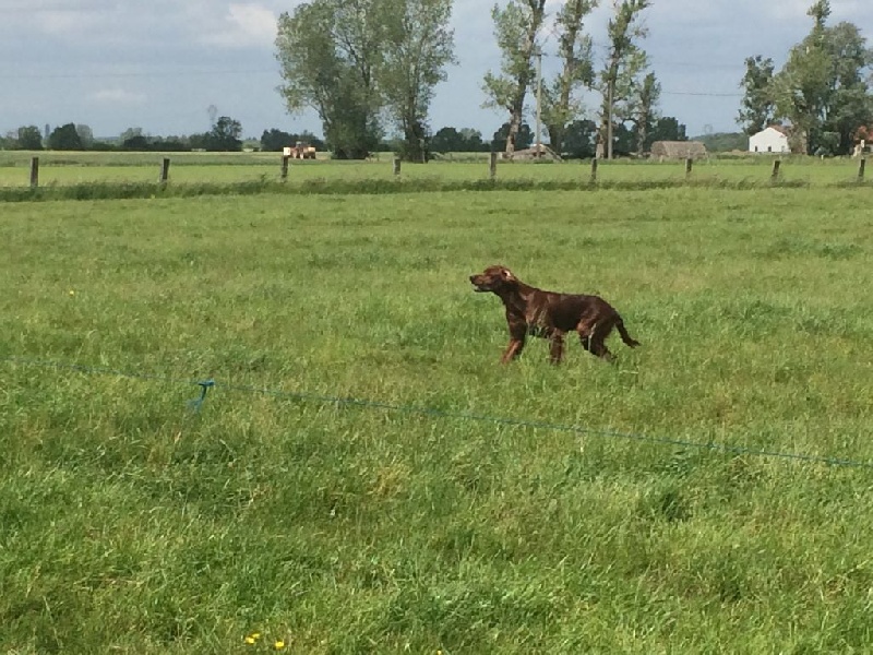 Jack Du domaine de fayet