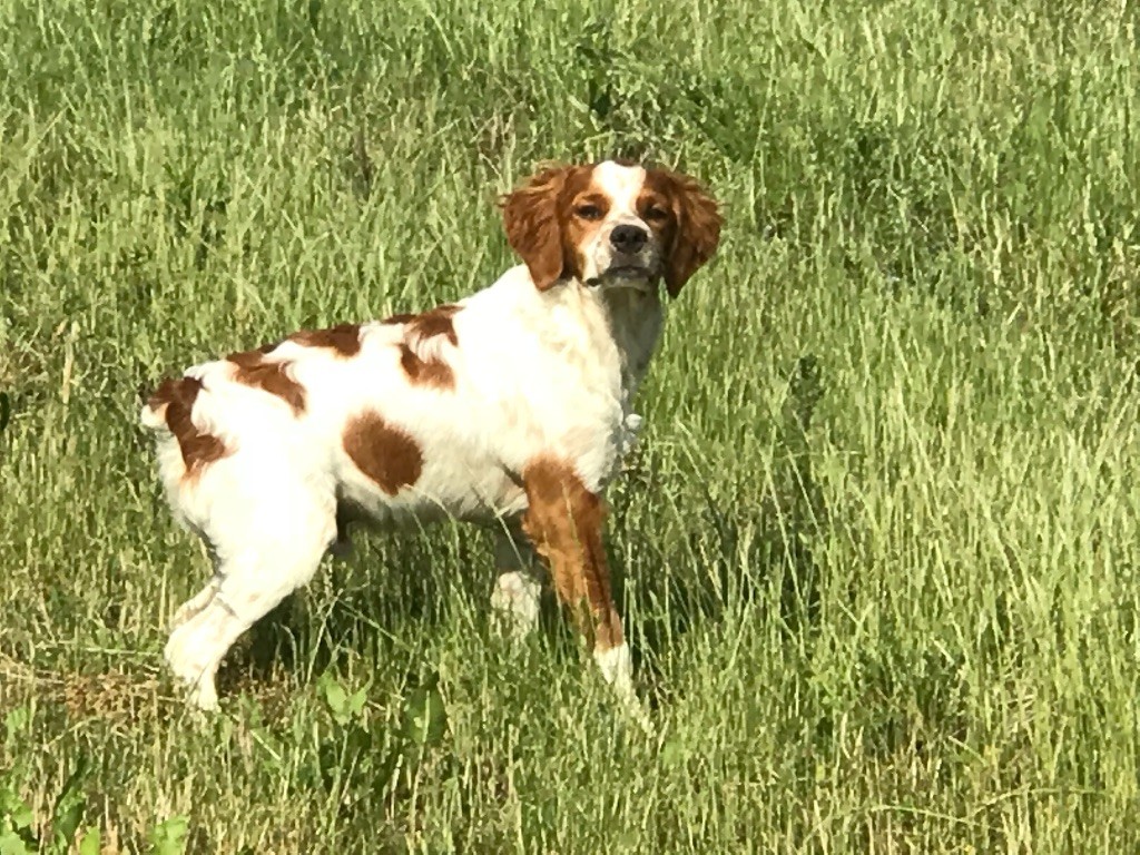 CH. Ourasi chaussette Du domaine de fayet