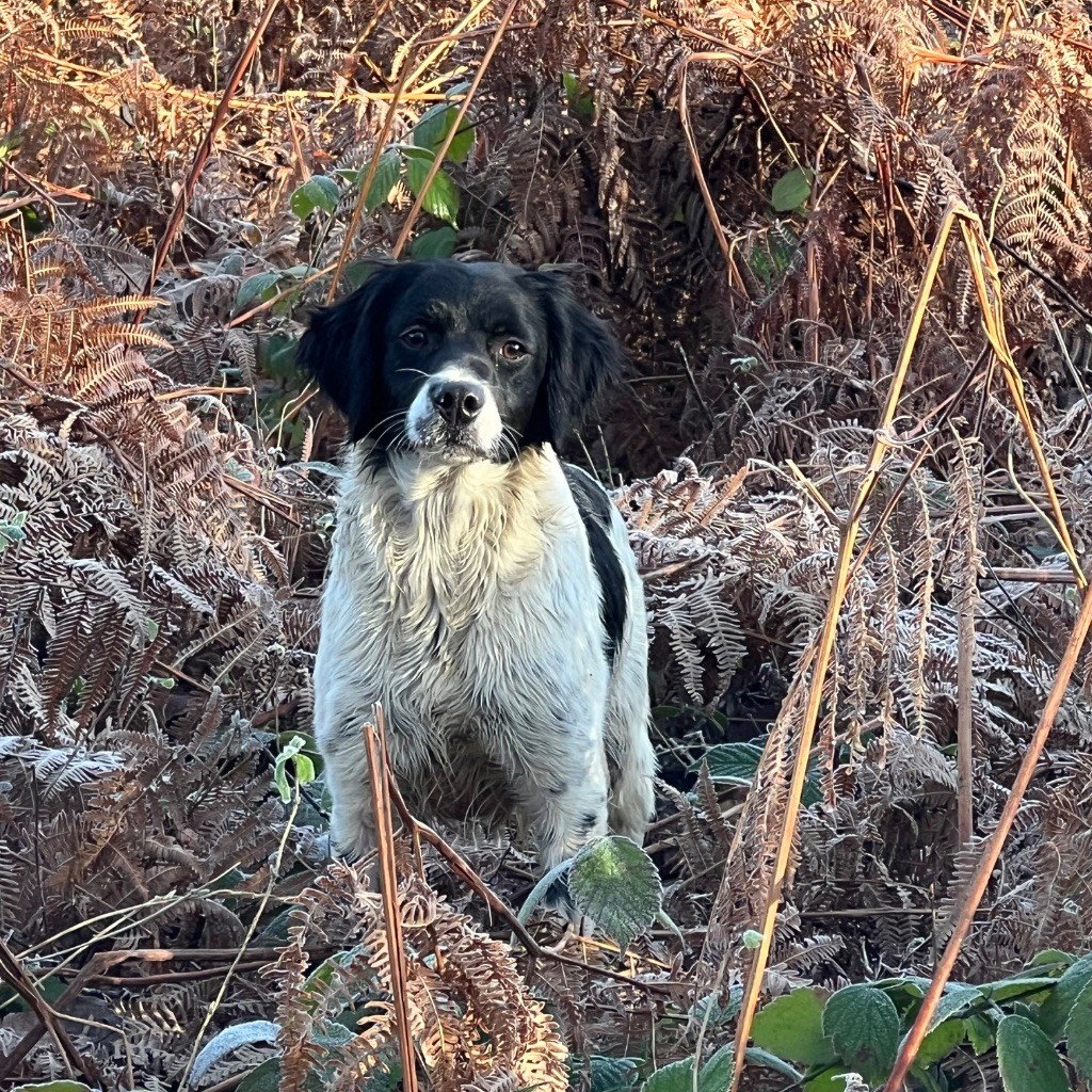 Vega Du domaine de fayet