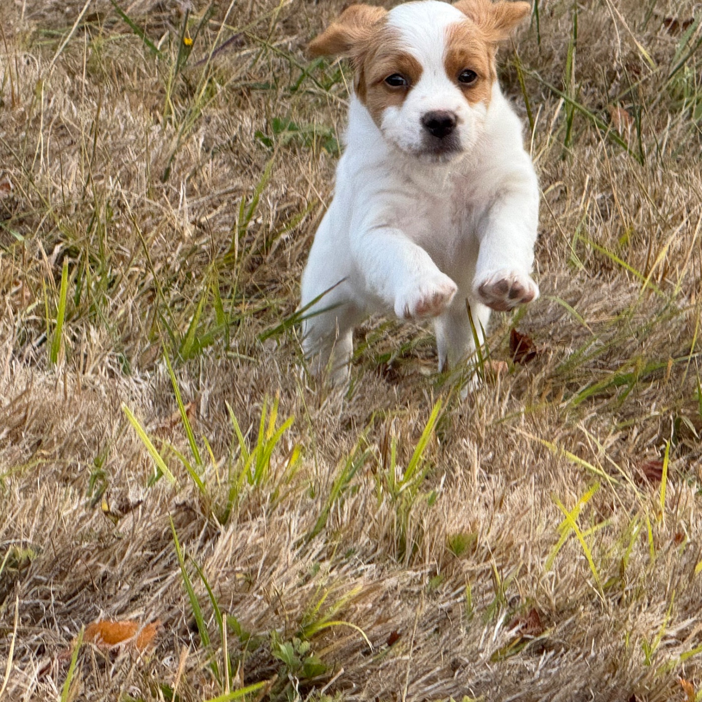 Du domaine de fayet - Chiots disponibles - Epagneul Breton