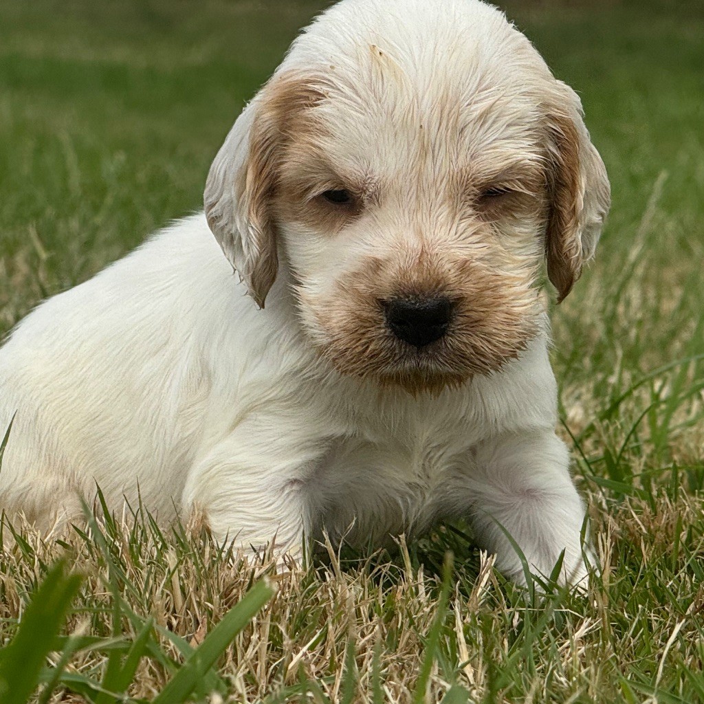 Du domaine de fayet - Chiots disponibles - Cocker Spaniel Anglais