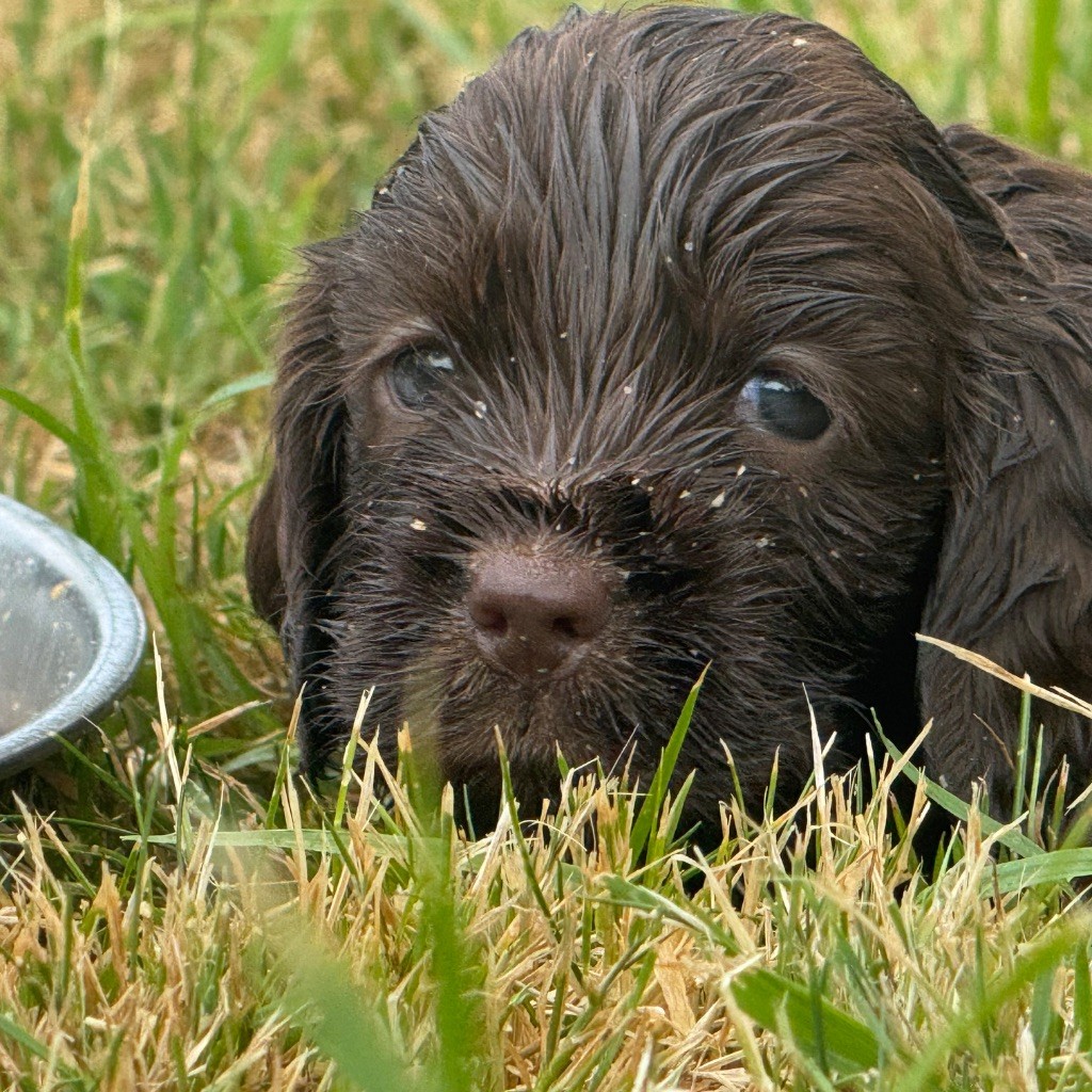 Du domaine de fayet - Chiots disponibles - Cocker Spaniel Anglais