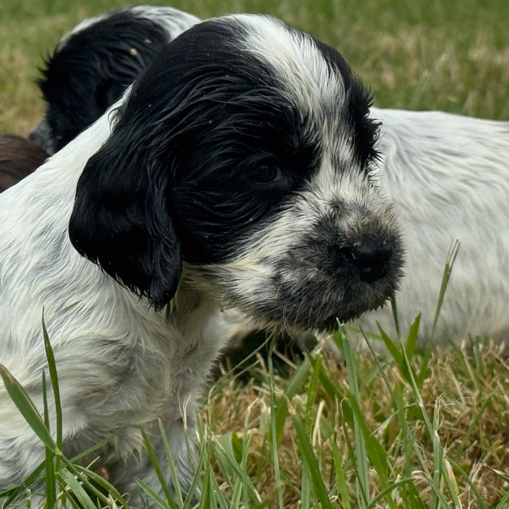 Du domaine de fayet - Chiots disponibles - Cocker Spaniel Anglais