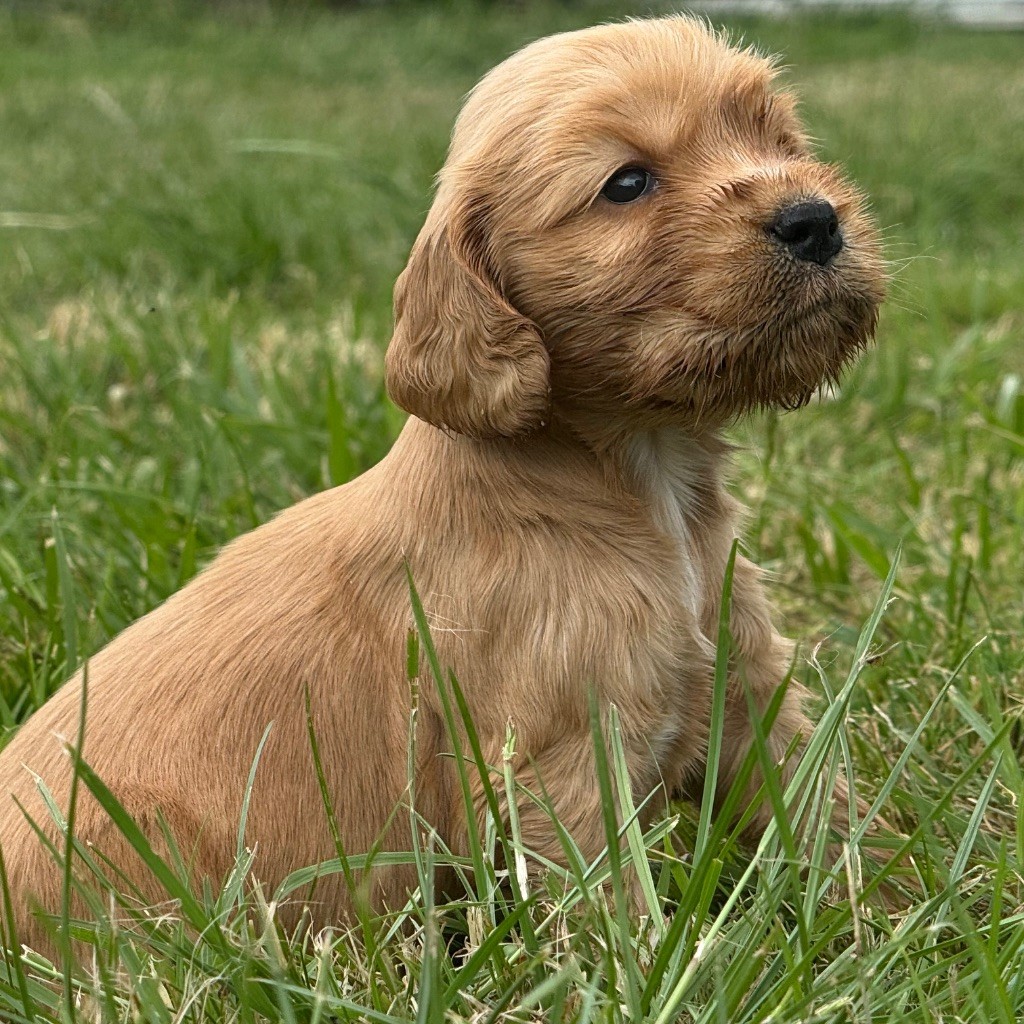 Du domaine de fayet - Chiots disponibles - Cocker Spaniel Anglais